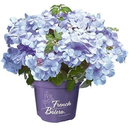 [140298] Hydrangea mac. French Bolero BLEU Pot C6 *** NEW***
