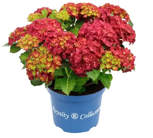 [136917] Hydrangea macrophylla Fire Wings Red Pot C7.5L