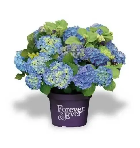 [139789] Hydrangea macrophylla Forever And Ever Blue Pot P23 - C5L ** Hortensia **
