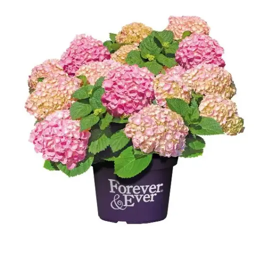 [139790] Hydrangea macrophylla Forever And Ever Pink Pot P23 - C5L