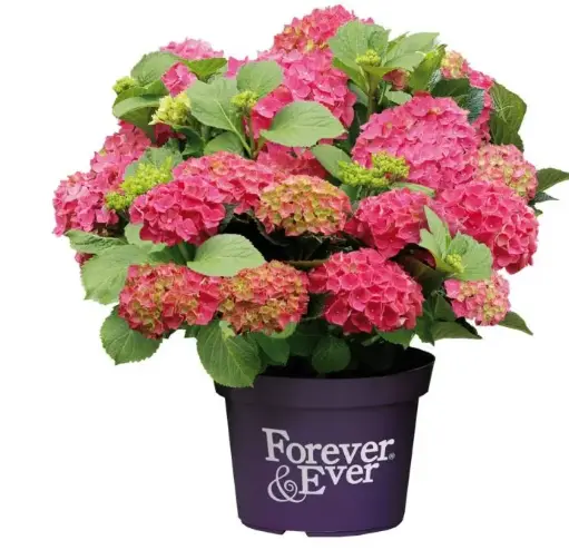 [129884] Hydrangea macrophylla Forever And Ever Red Pot P23 - C5L
