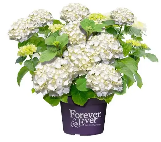 [113560] Hydrangea macrophylla Forever And Ever White Pot P23 - C5L ** Hortensia **