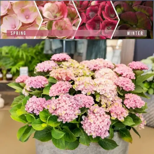 [134295] Hydrangea macrophylla Magical® Révolution Rose® Pot P23 cm C5Litres