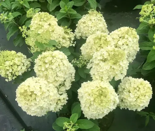 [126580] Hydrangea paniculata Little Lime Pot P27 - C7.5L