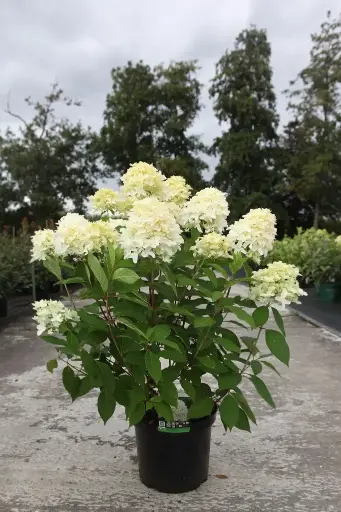 [143796] Hydrangea paniculata Skyfall Pot C10L