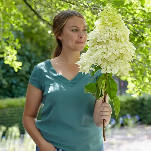[143796] Hydrangea paniculata Skyfall Pot C10L
