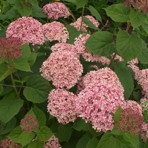 [111925] Hydrangea arborescens Pink Annabelle Pot C5L ** Hortensia arborescent **
