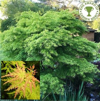 [115202] Acer palmatum seiryu 60 80 Pot 19cm