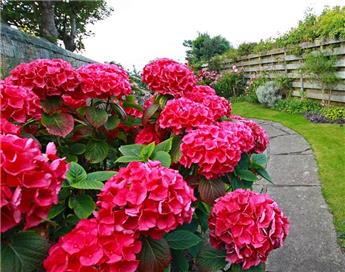 [143708] Hydrangea macrophylla Red beauty Pot 26 cm