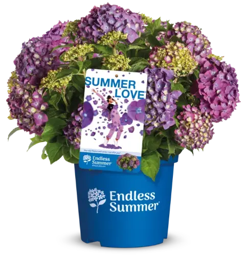 [139657] Hydrangea macrophylla Endless Summer Love Purple Pot P23 - C5L