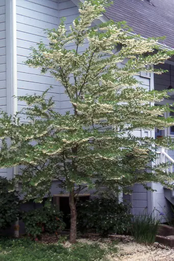 [144028] Styrax japonica 80 100 Pot C4Litres