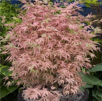 [133538] Acer palmatum Taylor 40 60 Pot C3