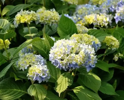[112573] Hydrangea macrophylla Nikko Blue Pot C10Litres