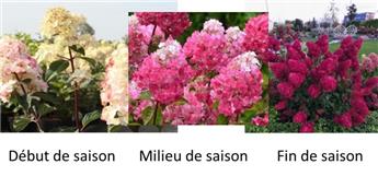[145083] Hydrangea paniculata Framboisine ® Pot C12Litres