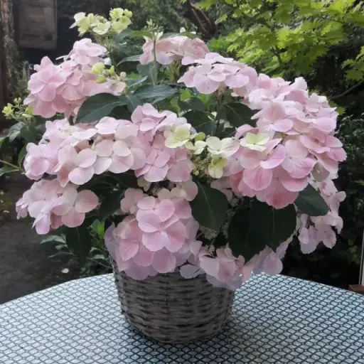 [140299] Hydrangea macrophylla French Bolero ROSE Pot C6Litres *** NEW***