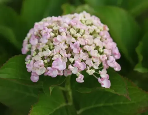 [111698] Hydrangea macrophylla Ayesha Pot C10Litres  ** Hortensia Parfumé **