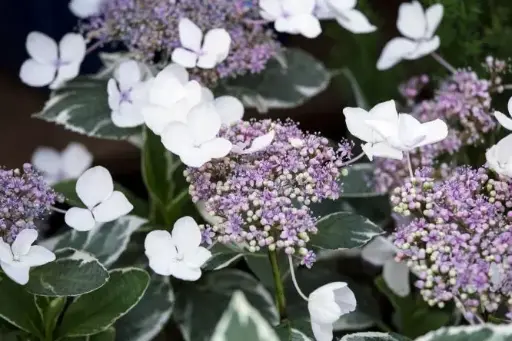 [140296] Hydrangea macrophylla Light O Day Pot C10Litres ** Panaché **