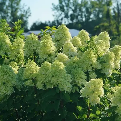 [112581] Hydrangea paniculata Little Lime Pot C10Litres