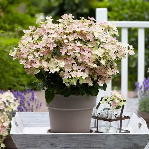 [141429] Hydrangea paniculata Polestar Ophelia Pot C10Litres XL
