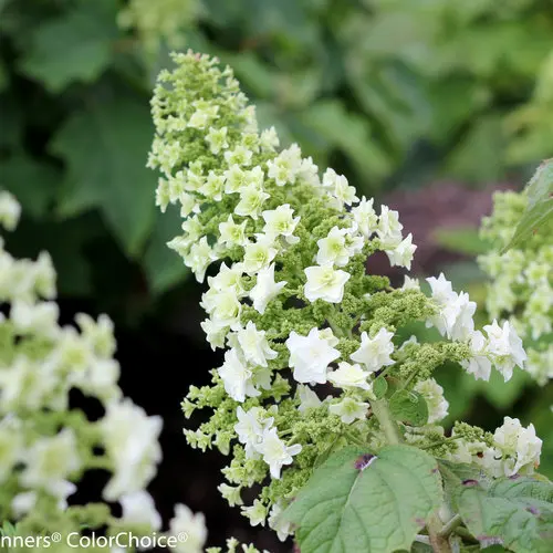 [140045] Hydrangea quercifolia Gatsby Star Pot C10Litres ** Original **