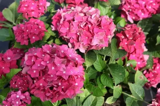 [104830] Hydrangea macrophylla Green Shadow P23 cm C10Litres ** Hortensia **