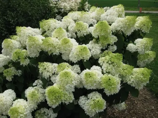 [133597] Hydrangea paniculata Polar Bear Pot C12Litres