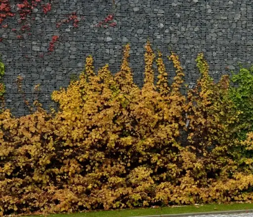 [101495] Hydrangea anomala Petiolaris 60 80 Pot C5Litres