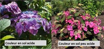 [144867] Hydrangea macrophylla Flair & Flavours® Black Berry Pie  Pot C5L ** Hortensia **