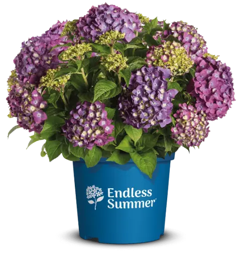 [144897] Hydrangea macrophylla Endless Summer Love Pot C5L ** Hortensia **