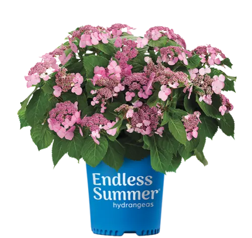 [139787] Hydrangea macrophylla Endless Summer Twist and Shout Pink Pot P23 - C5L