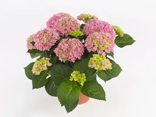 [141728] Hydrangea macrophylla HI River Pink Pot P23 ** Hortensia **