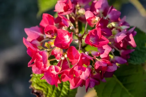[112574] Hydrangea macrophylla Red Baron Pot P23