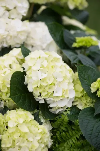 [127308] Hydrangea macrophylla Wudu Pot P23