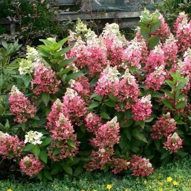 [119125] Hydrangea paniculata Candlelight Pot C7.5Litres
