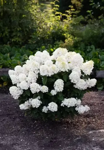 [139617] Hydrangea paniculata Living Little Blossom Pot C5Litres
