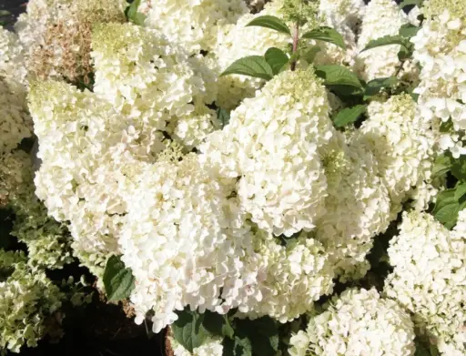 [107542] Hydrangea paniculata Silver Dollar Pot P26 - C7.5L