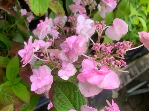 [139619] Hydrangea serrata Summer Glow Pot