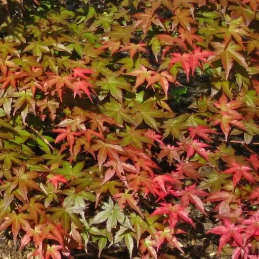 [115349] Acer palmatum Beni maiko Pot C14 ** Erable du Japon **