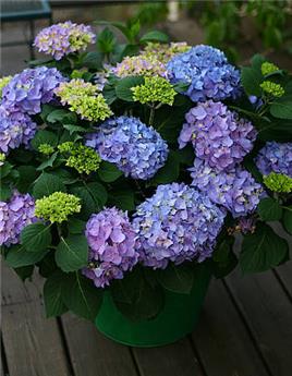 [145076] Hydrangea macrophylla Flair & Flavours® Sweet Marshmallow Pot C5Litres ** Hortensia **