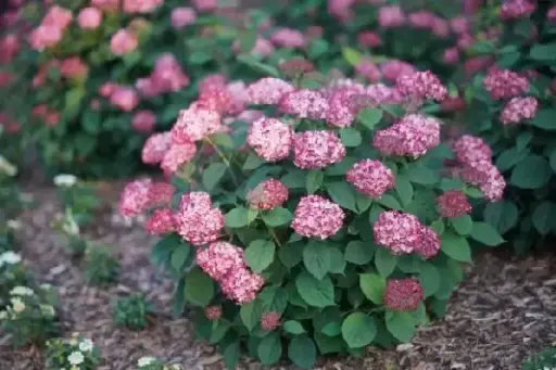 [134104] Hydrangea arborescens Annabelle Ruby P19 - C3L ** Hortensia arborescent **