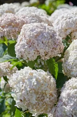 [135622] Hydrangea arborescens Candybelle Marshmallow Pot C5Litres ** Hortensia arborescent **