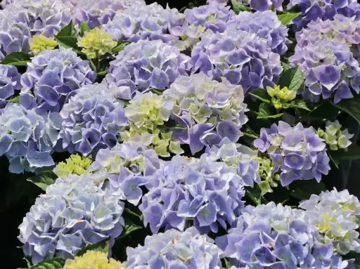 [108612] Hydrangea macrophylla Ankong®  Bleu Pot C5L