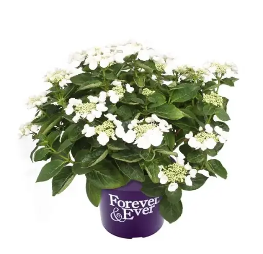 [139771] Hydrangea macrophylla Forever and Ever Teller Blanc Pot P23 - C5L