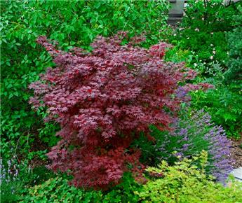 [111845] Acer palmatum Bloodgood 100 125 cm en pot de C10 ** Erable du Japon **