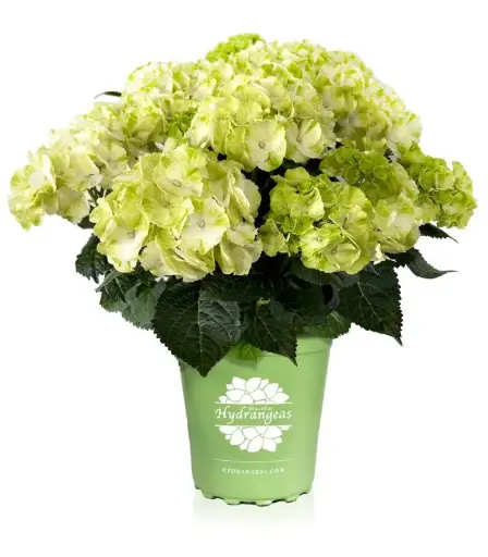 [130394] Hydrangea macrophylla Caipirinha Pot P23 cm - C5Litres