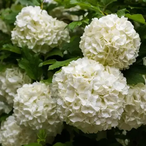 [135766] Hydrangea Boule Crystal White Pot 29 cm