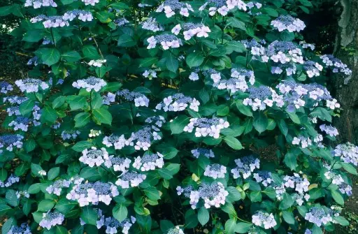 [139795] Hydrangea macrophylla Mariesii Perfecta Pot C3L ** Hortensia **