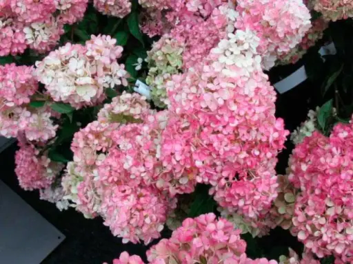 [112461] Hydrangea paniculata Vanille Fraise Pot C10