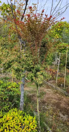 [123358] Acer palmatum Hagoromo Demi Tige Motte ** Variété rare. Erable du Japon **