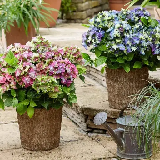 [139767] Hydrangea macrophylla Royal Lady Mata Hari Pot P23 - C5L
